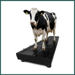 Balanza para Ganado KV